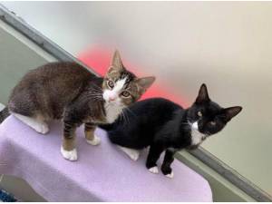 OREO AND SIMBA - Domestic Shorthair
crossbreed Photo