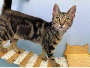 BONNIE - Domestic Shorthair
crossbreed Photo