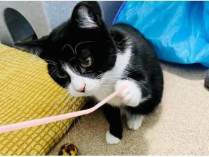 IZZY - Domestic Shorthair
crossbreed Photo