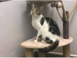 SIMBA - Domestic Shorthair
crossbreed Photo