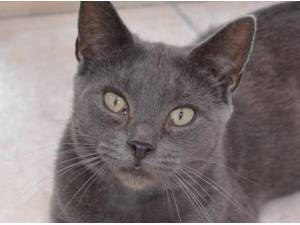 ROSE - Domestic Shorthair
crossbreed Photo