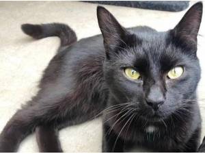 SHADOW - Domestic Shorthair
crossbreed Photo