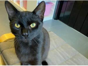 SHADOW - Domestic Shorthair
crossbreed Photo