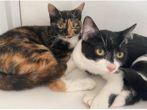 LIBBY AND ARLO - Domestic Shorthair
crossbreed Photo