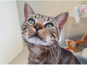 KEVIN - Domestic Shorthair
crossbreed Photo
