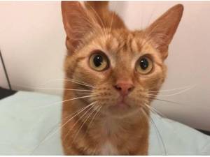 MARMALADE - Domestic Shorthair
crossbreed Photo