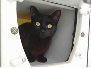 MIA - Domestic Shorthair
crossbreed Photo