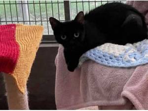 TIFFANY - Domestic Shorthair
crossbreed Photo
