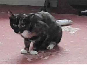 MOANA - Domestic Shorthair
crossbreed Photo