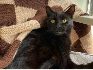 ROBBIE - Domestic Shorthair
crossbreed Photo