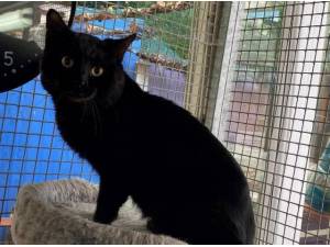 SHADOW - Domestic Shorthair
crossbreed Photo