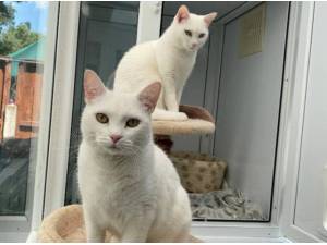 BO PEEP - Domestic Shorthair
crossbreed Photo