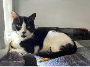 JAZZ - Domestic Shorthair
crossbreed Photo