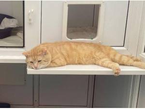 TIGER - Domestic Shorthair
crossbreed Photo