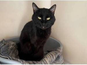ED - Domestic Shorthair
crossbreed Photo