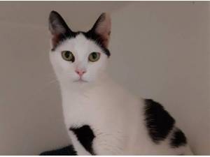 CHARLIE - Domestic Shorthair
crossbreed Photo