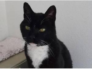 LUCKY DUCK - Domestic Shorthair
crossbreed Photo