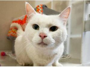 CLAPTON - Domestic Shorthair
crossbreed Photo