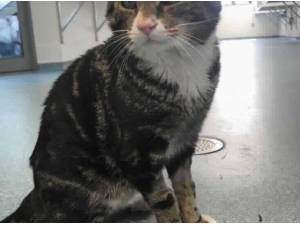 SEBASTIAN - Domestic Shorthair
crossbreed Photo