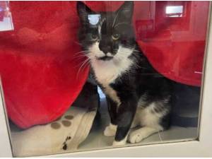 KEVIN - Domestic Shorthair
crossbreed Photo