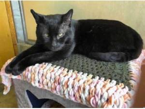 PHOENIX - Domestic Shorthair
crossbreed Photo