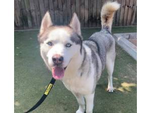 Alpha - Male Siberian Husky Photo