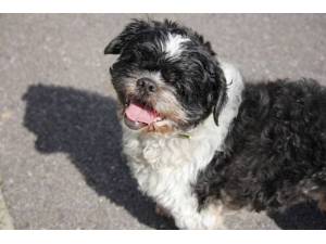Henry - Male Shih Tzu Photo