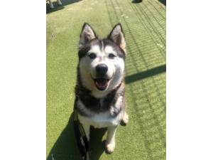 Sasha - Female Siberian Husky Photo