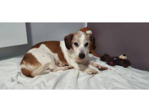 Chocy - male Jack Russell Terrier crossbreed Photo