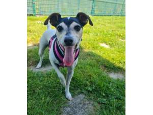 Dolly - Female Jack Russell Terrier Photo