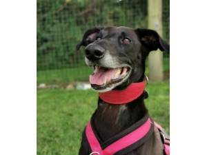 Dillon - Male Lurcher Photo