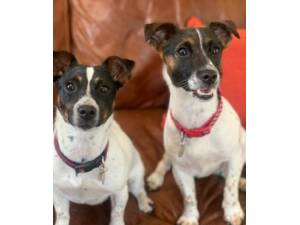 Lola & Dotty - Jack Russell Terrier Photo