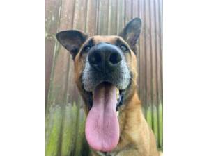 Axel - Male GSD Cross ( German Shepherd / Alsatian) Photo