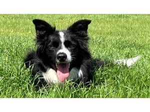 Dexter - Male Border Collie Photo