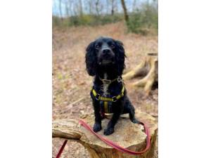 Sampson - Male Spaniel Cross Photo