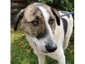 Dennis - Male Cross Breed Photo