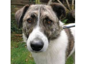 Dolly - Female Cross Breed Photo