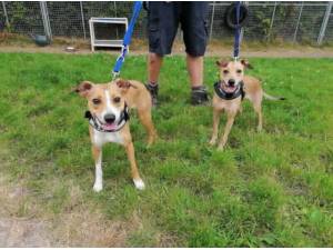 CINDY - Lurcher
crossbreed Photo