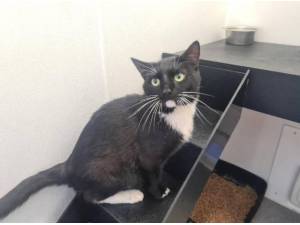 SHAUN - Domestic Shorthair
crossbreed Photo