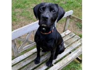 Floyd - Male Cross Breed Photo