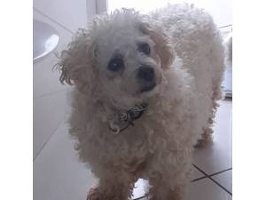 Kerry - Female Bichon Frise Photo