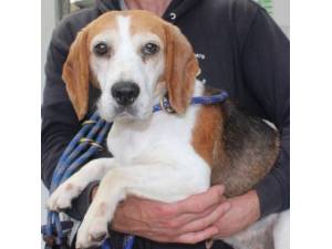 Wilma - Female Beagle Photo