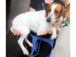 Floss - Female Beagle Cross Photo