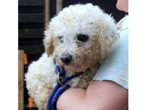 Gale - Female Bichon Frise Photo