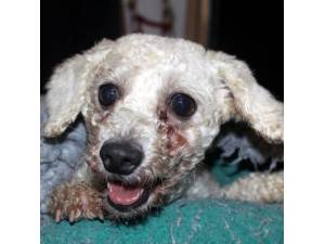 Gamble - Female Bichon Frise Photo