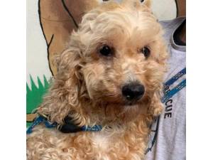 Clover - Female Cockapoo (Cocker Spaniel cross Poodle) Photo