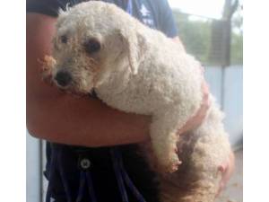 Coral - Female Bichon Frise Photo