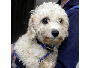 Bryony - Female Cavapoo (Cavalier King Charles Spaniel cross Poodle) Photo