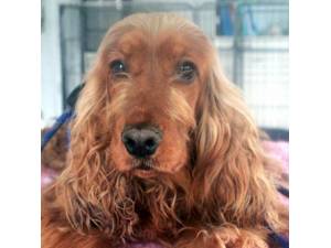 Milan - Female Cocker Spaniel Photo