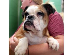 Greta - Female Bulldog Photo